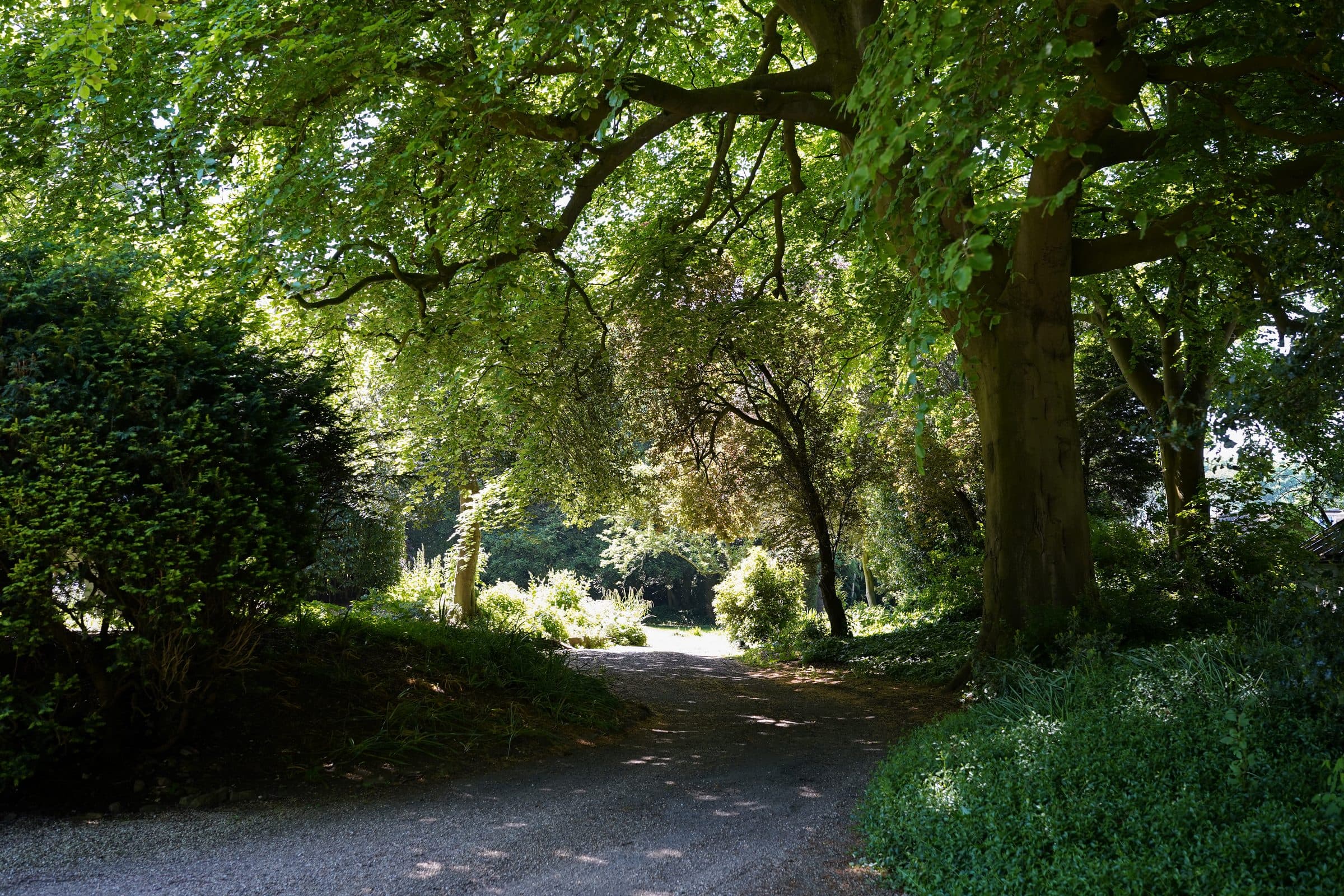 The avenue of mature trees over the drive, light breaking through the canopy.