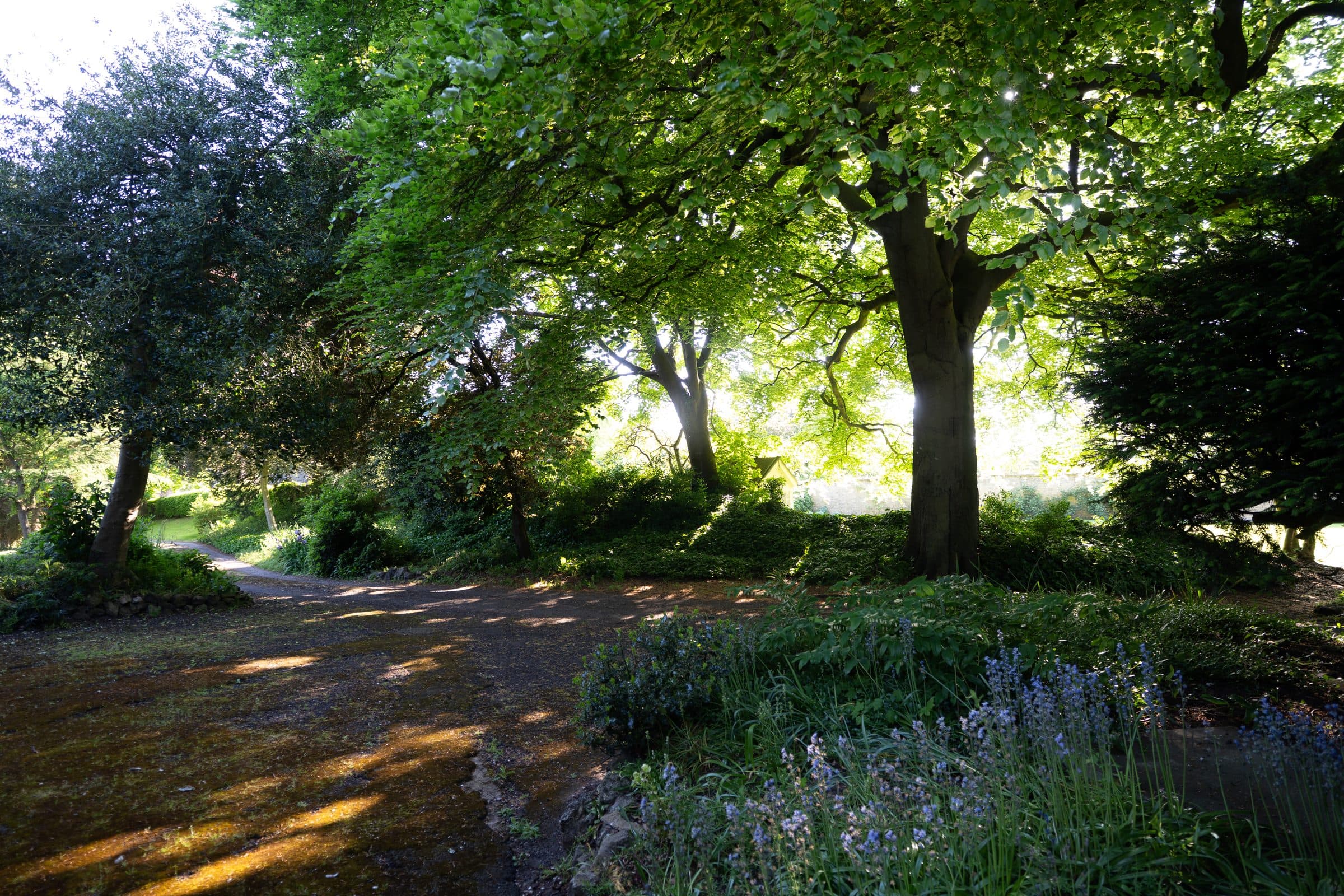 A path through the grounds in dappled light, with lavender along its edge and great trees overhead.